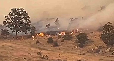 Aksaray'da ağaçlık alanda yangın