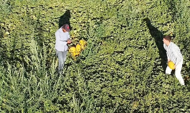 Aksaray'ın kavun ve karpuzu lezzetiyle ilgi görüyor