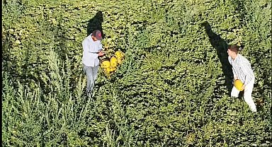 Aksaray'ın kavun ve karpuzu lezzetiyle ilgi görüyor