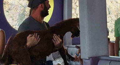 Alanya'da 3 gündür mahsur kalan dağ keçisini tur teknecileri kurtardı