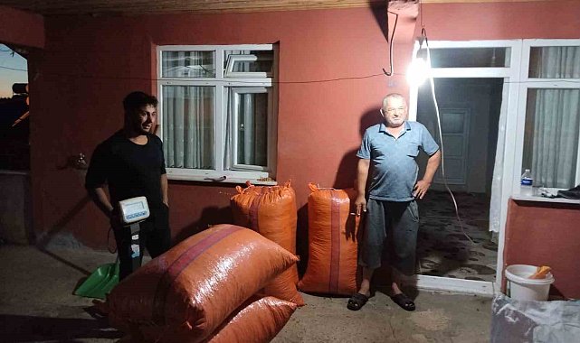 Alaplı'da hasat edilen fındıklar satışa çıktı