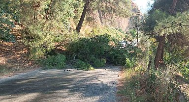 Alaşehir'de devrilen ağaç yolu ulaşıma kapattı