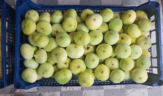 Altından bal damlayan incir üreticisinin yüzü güldü