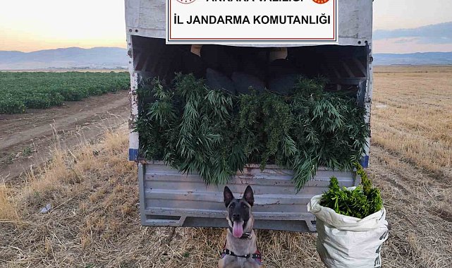 Ankara'da arazilerine skunk eken 2 kişi gözaltına alındı