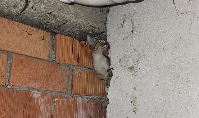 Anne kedi ve 4 yavrusu sıkıştıkları yerden kurtarıldı