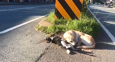 Anne köpek otomobilin çarpması ile telef olan yavrusunun başından ayrılmadı