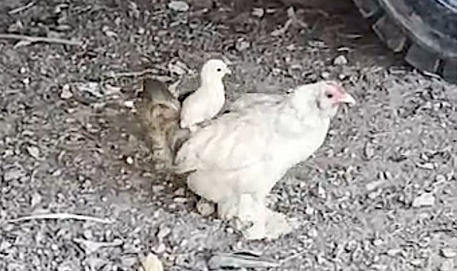 Anne sırtında keyifli gezinti