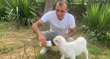Annesiz kalan 12 günlük kuzuyu evinde evladı gibi büyütüyor