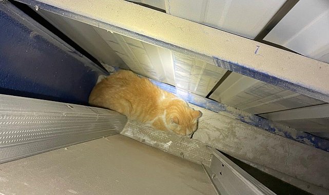 Antakya'da market duvarı arasında mahsur kalan kediyi itfaiye kurtardı