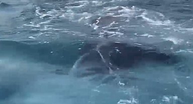 Antalya'da kayalıklar arasına giren yavru balina kurtarıldı
