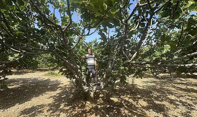 Antalya'da sıcak hava siyah incir rekoltesini yüzde 50 düşürdü