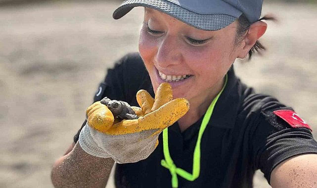 Antalya'da yavru caretta carettaların denizle buluşması için nöbet tutuluyor