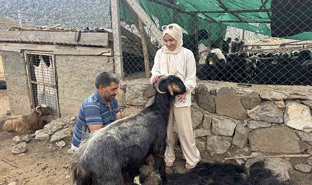 Antalya'da yüzyıllardır süren Yörük kültürü 'keçi kıl kırkımı'
