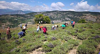 Ardanuç'ta kadın kooperatifinden lavanta hasadı ve doğal ürün üretimi başladı
