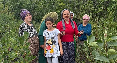 Aronya Akçaabat'tan dünyaya açılıyor