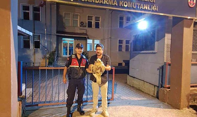 Artvin'de yaralı şahin jandarma ekiplerince kurtarıldı
