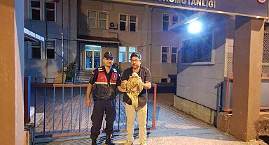 Artvin'de yaralı şahin jandarma ekiplerince kurtarıldı