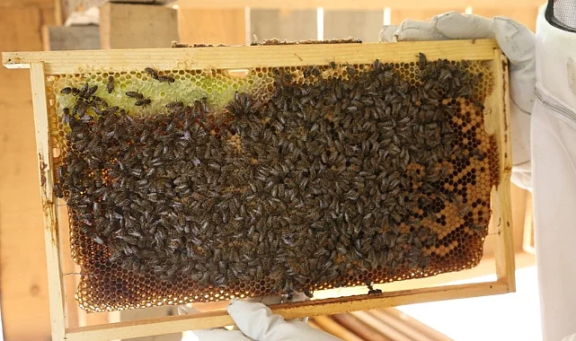 Artvin'de bal fiyatları belli oldu