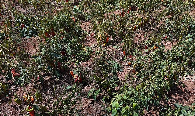 Aşırı sıcaklar tarladaki biberi yaktı