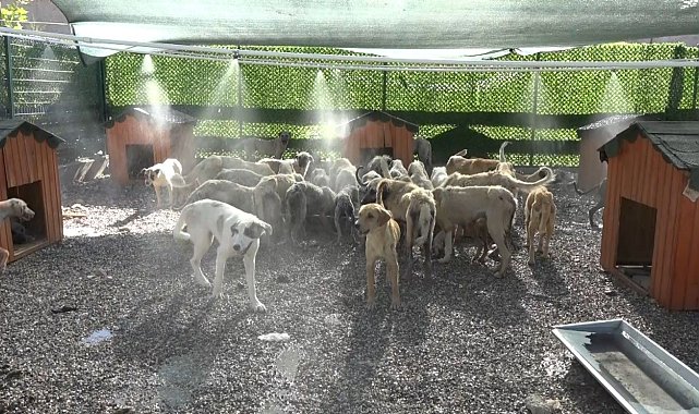 Aşırı sıcaklardan bunalan hayvanlar fıskiyelerin altında serinliyor