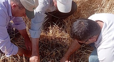 Aslanapa'da dolu ve sel afeti sonrası tarım arazilerinde hasar tespiti