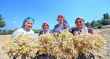 Atalık tohumlar geleceğe taşınıyor