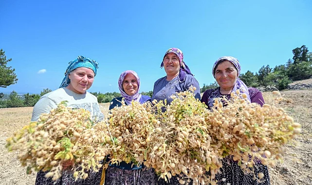 Atalık tohumlar geleceğe taşınıyor