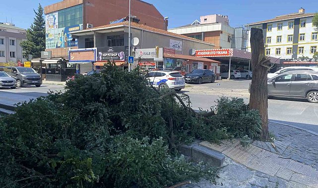 Ataşehir'de kuvvetli rüzgar ağacı devirdi, bina girişini kapattı