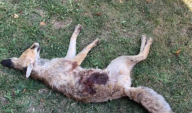 Av bölgesi olmayan mahallede tüfekle tilki vurulduğu iddiası