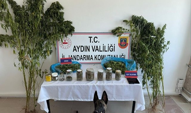 Aydın'da jandarmadan uyuşturucu operasyonu: 12 şüpheli yakalandı