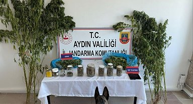 Aydın'da jandarmadan uyuşturucu operasyonu: 12 şüpheli yakalandı