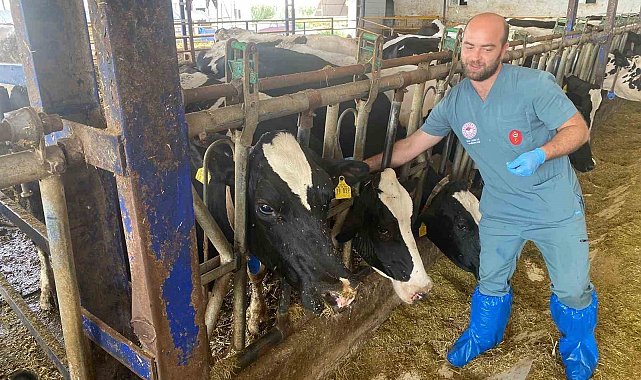 Aydın'da şap hastalığına karşı yoğun mücadele sürüyor