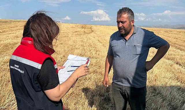 Aydıntepe'de hasat sezonu başladı