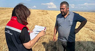 Aydıntepe'de hasat sezonu başladı