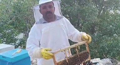 Ayı kovanları parçalayıp balı yedi, üretici 100 bin lira zarara uğradı