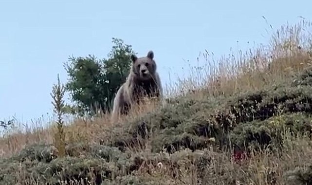 Ayıyı bağırarak kaçırttı