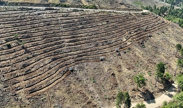 Babadağ'da geçen yıl yanan bölgelere ağaçlandırma çalışmaları sürdürülüyor