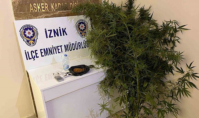 Bahçesinde hint keneviri yetiştiren kişiler tutuklandı