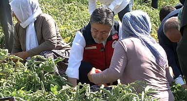 Bakan Yumaklı: "Türkiye domates üretiminde dünyada 3'üncü sırada"