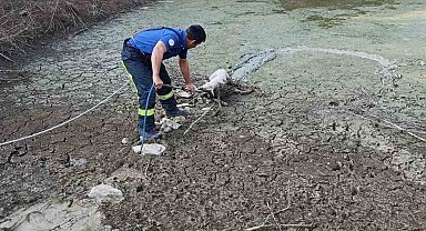 Balçıkta mahsur kalan kuzu operasyonla kurtarıldı