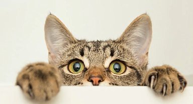 Başakşehir'de kediye şiddet olayının şüphelisi gözaltında!