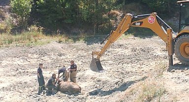 Bataklığa saplanan ineği itfaiye ekipleri kurtardı