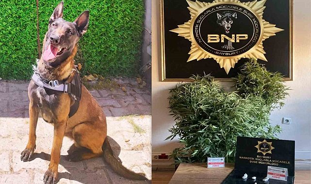 Bayburt'ta 'Pablo' uyuşturucuya geçit vermiyor
