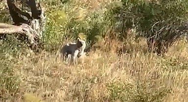 Bayburt'ta ağaçlık alanda karşılaşılan bozayı baba ve kızı heyecanlandırdı