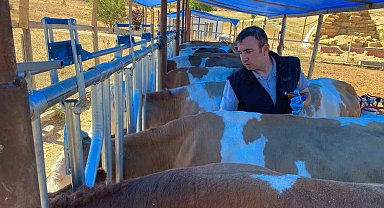 Bayburt'ta sonbahar dönemi şap aşılama kampanyası başladı