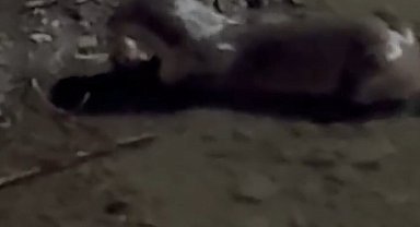 Bayburt'ta su samuru Çoruh'ta avladığı balığı yerken görüntülendi