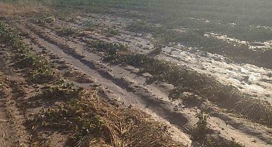 Beypazarı'nda sağanak yağış tarlalara zarar verdi