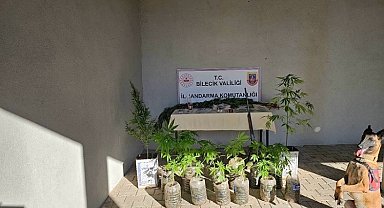 Bilecik'te yasadışı kenevir ve uyuşturucu operasyonu 1 gözaltı