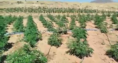Bingöl'de 23 bin kök kenevir bitkisi ele geçirildi