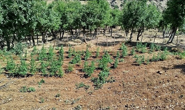 Bingöl'de 8 bin kök kenevir bitkisi ele geçirildi